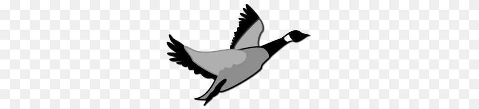 Grey Goose Graphics, Animal, Bird, Flying, Appliance Png Image