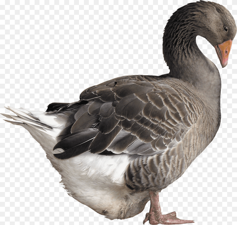 Grey Goose Image Grey Goose Bird, Animal, Waterfowl Free Transparent Png