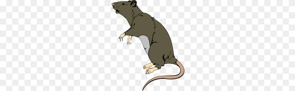 Grey Greedy Rat Clip Art, Animal, Mammal, Person Png Image