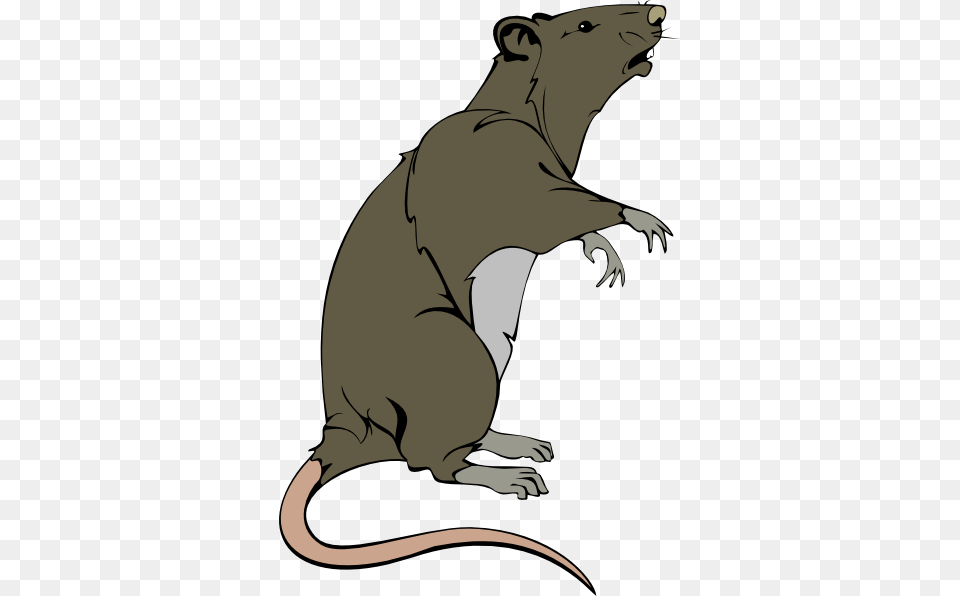 Grey Greedy Rat Clip Art, Animal, Mammal, Baby, Person Png Image