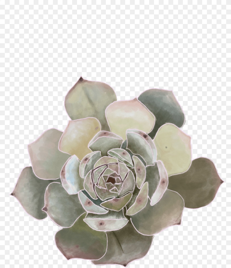 Grey Green Flower Original Ordinary Mexican Flowers, Sphere, Disk Free Transparent Png