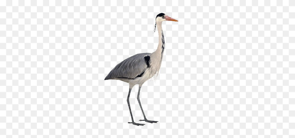 Grey Heron, Animal, Bird, Crane Bird, Waterfowl Png Image