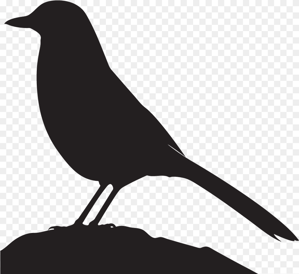 Grey Jay Silhouette, Animal, Bird, Blackbird, Blade Free Png Download