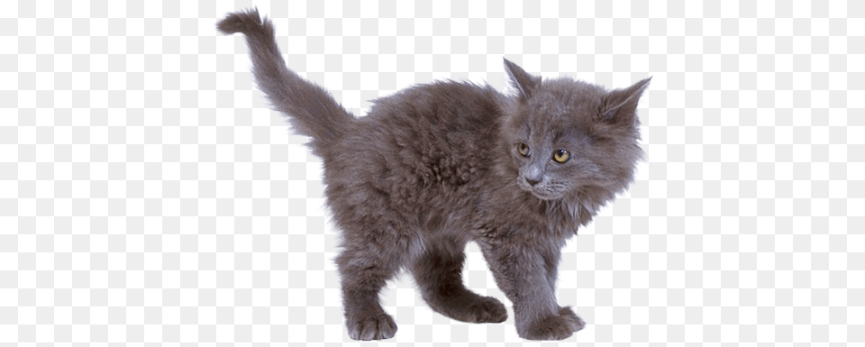 Grey Kitten Cat, Angora, Animal, Mammal, Pet Png