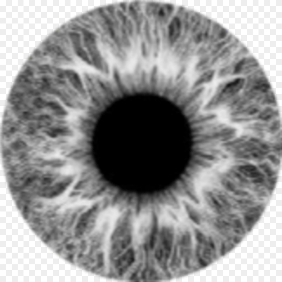 Grey Lens Eye Eyes Moon Gri Lens Gz Gray Eye Lens, Ct Scan, Animal, Cat, Mammal Png Image