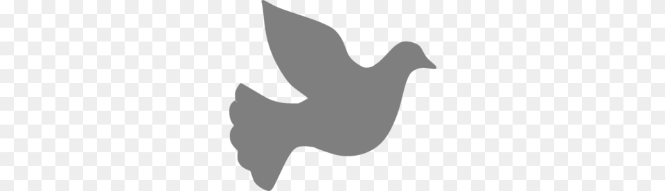 Grey Love Dove Clip Art, Animal, Bird, Pigeon, Person Free Png Download