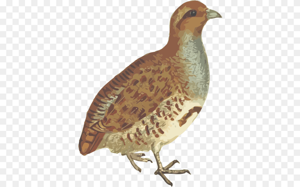 Grey Partridge Gray Partridge, Animal, Bird, Quail Free Png