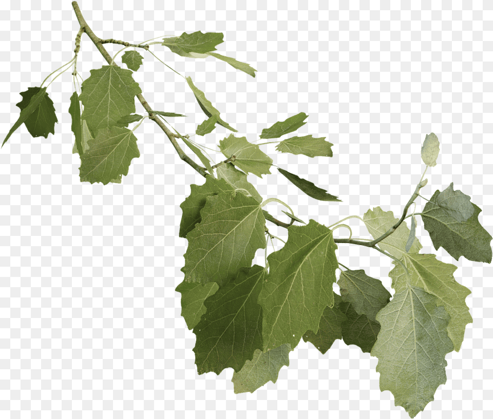 Grey Poplar Grapevines, Leaf, Oak, Plant, Sycamore Png