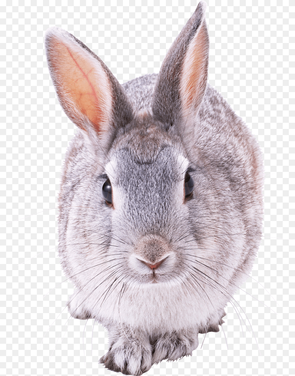 Grey Rabbit Free Png