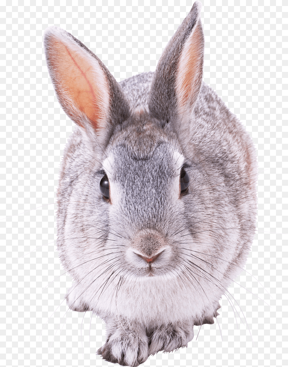 Grey Rabbit Front View Rabbit Front View, Animal, Mammal, Rat, Rodent Png