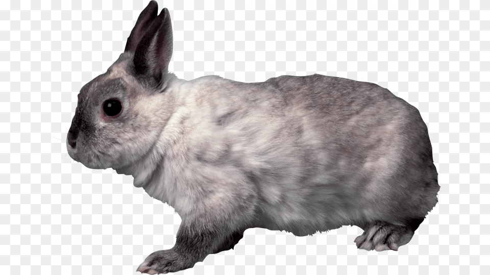 Grey Rabbit Transparent Background, Animal, Mammal, Rat, Rodent Free Png