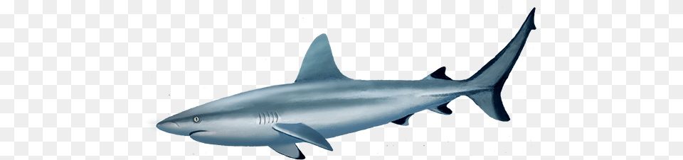 Grey Reef Shark, Animal, Fish, Sea Life Free Transparent Png