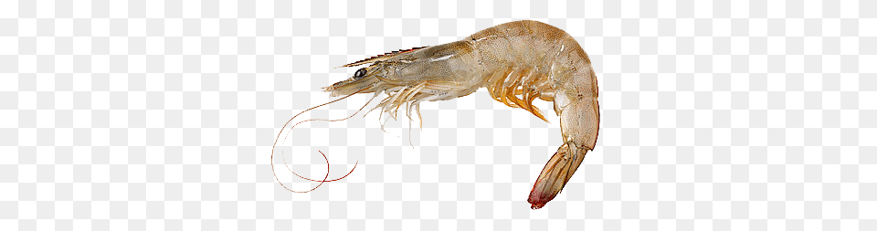Grey Shrimp, Animal, Food, Invertebrate, Sea Life Png