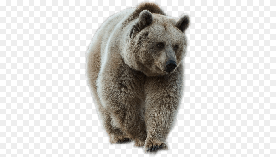 Grey Sideview Bear, Animal, Mammal, Wildlife, Brown Bear Png Image