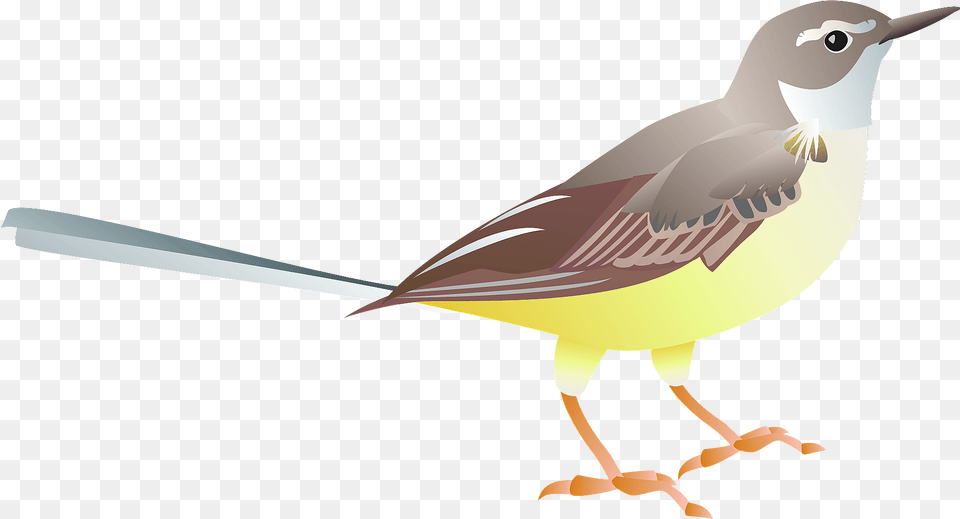 Grey Wagtail Bird Clipart, Animal, Finch, Beak, Fish Png