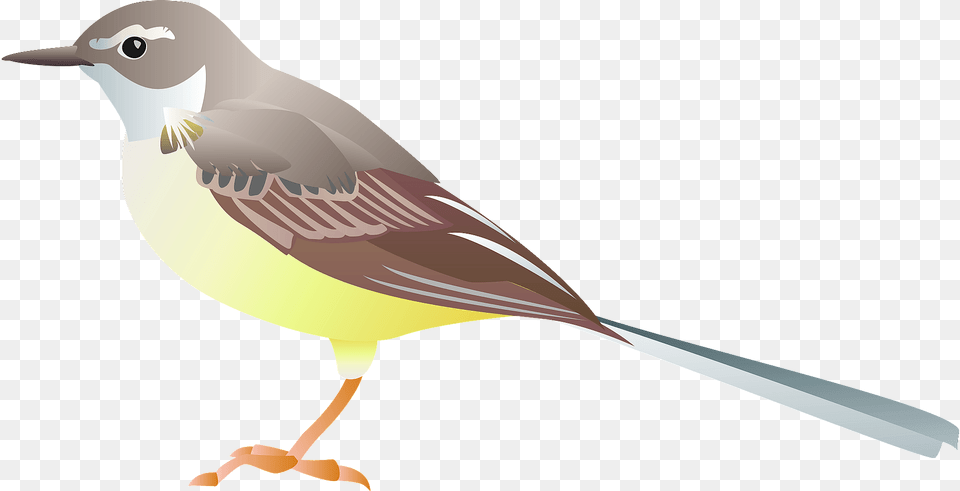 Grey Wagtail Bird Clipart, Animal, Finch, Fish, Sea Life Png Image