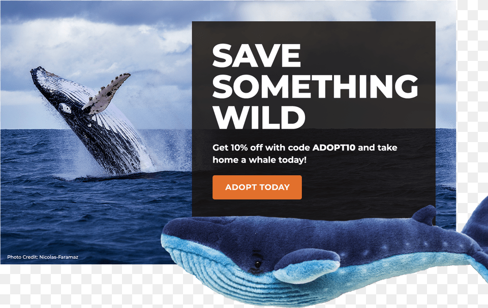 Grey Whale, Animal, Mammal, Sea Life, Advertisement Png