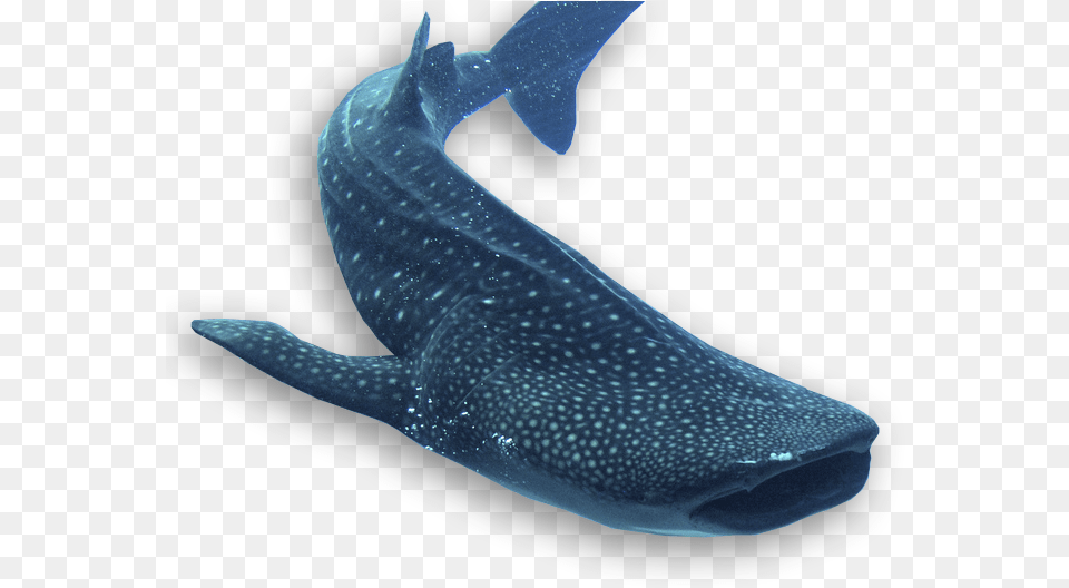 Grey Whale, Animal, Mammal, Sea Life, Fish Free Png Download