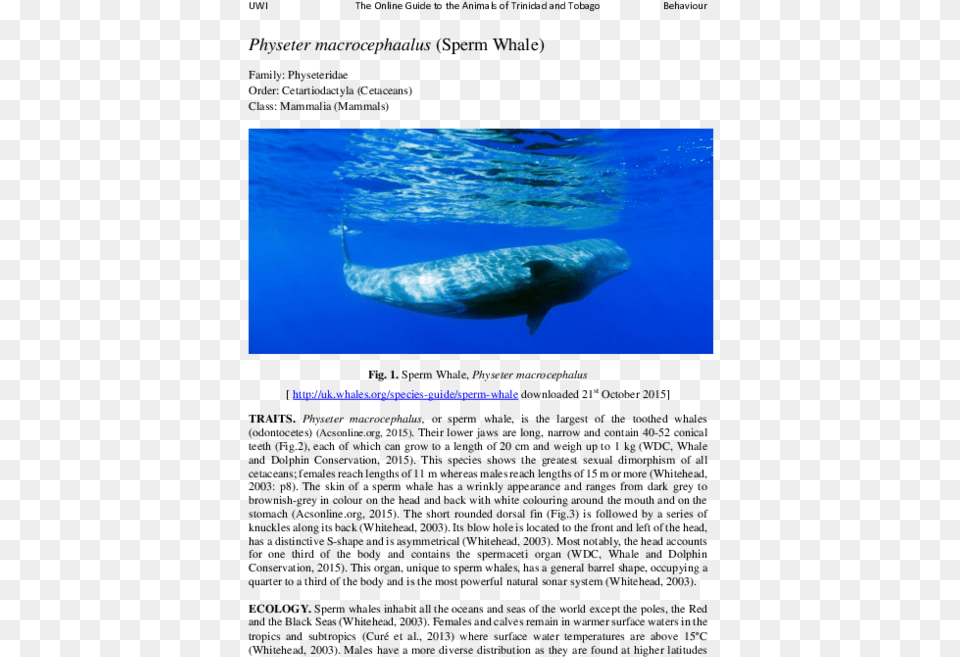 Grey Whale, Animal, Fish, Mammal, Sea Life Free Png