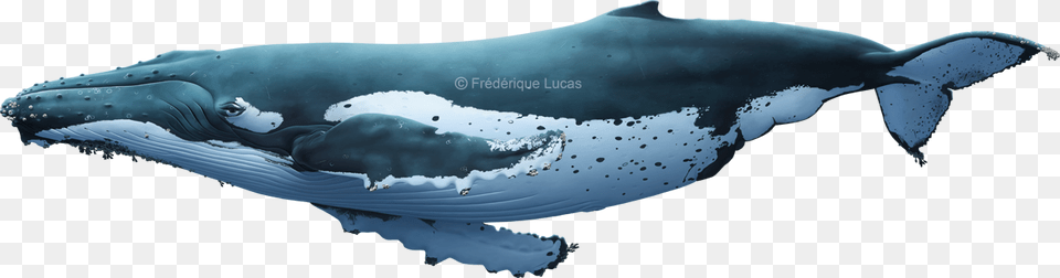 Grey Whale, Animal, Mammal, Sea Life, Fish Png Image