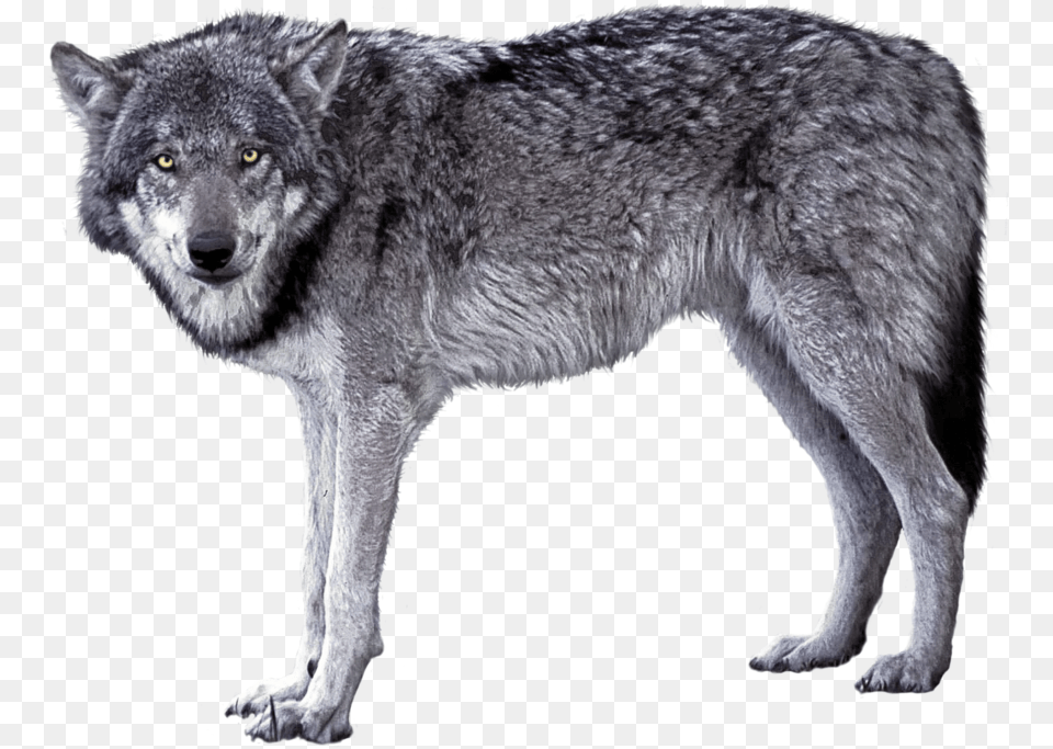 Grey Wolf 3d Transparent Grey Wolf, Animal, Mammal, Canine, Dog Free Png Download
