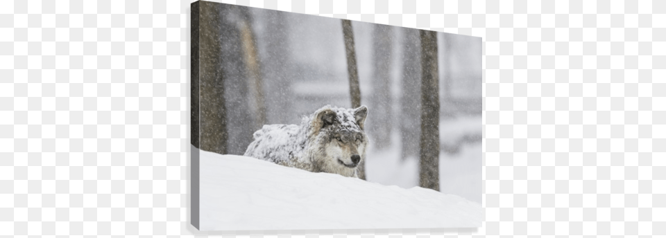 Grey Wolf During A Snow Storm Posterazzi Grey Wo, Nature, Outdoors, Animal, Mammal Png Image