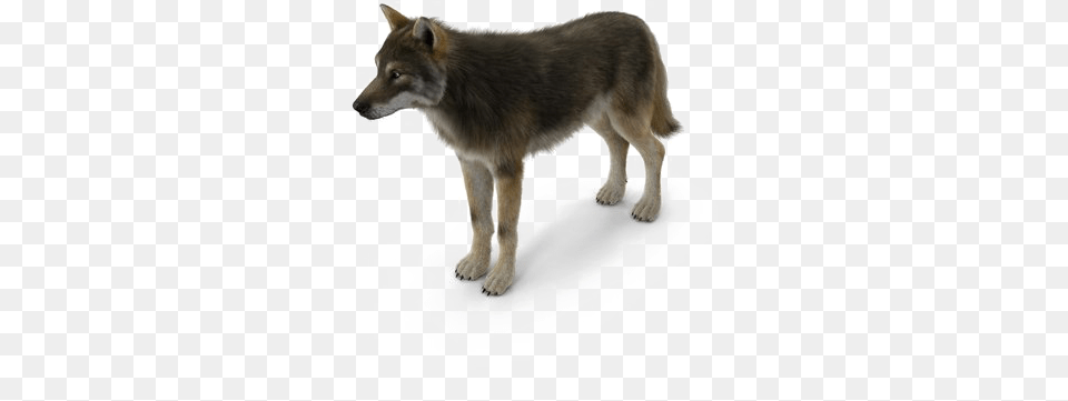 Grey Wolf Pic Canis Lupus Tundrarum, Animal, Mammal, Canine, Dog Free Transparent Png