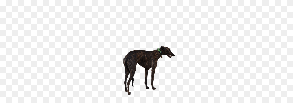 Greyhound Animal, Canine, Dog, Mammal Free Transparent Png
