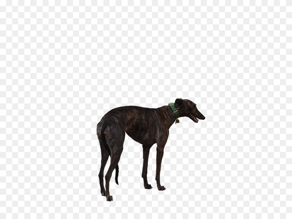 Greyhound Animal, Canine, Dog, Mammal Png Image