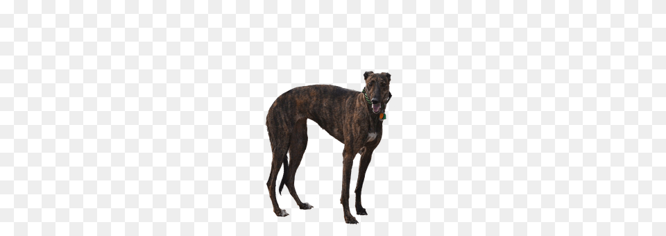 Greyhound Animal, Canine, Dog, Mammal Free Png Download