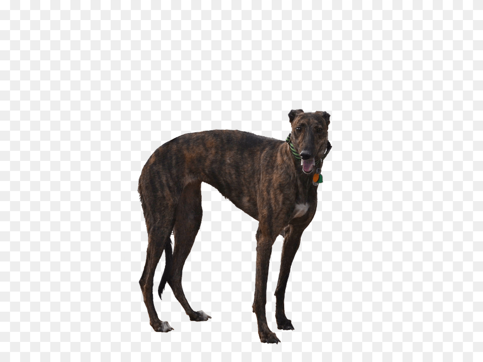 Greyhound Animal, Canine, Dog, Mammal Free Png
