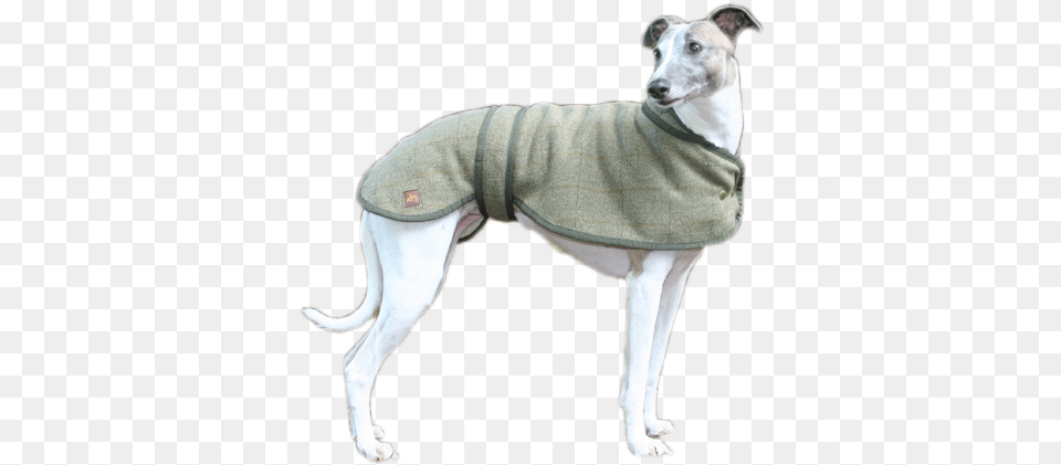 Greyhound And Whippet Coats Whippet, Clothing, Coat, Dog, Animal Free Png