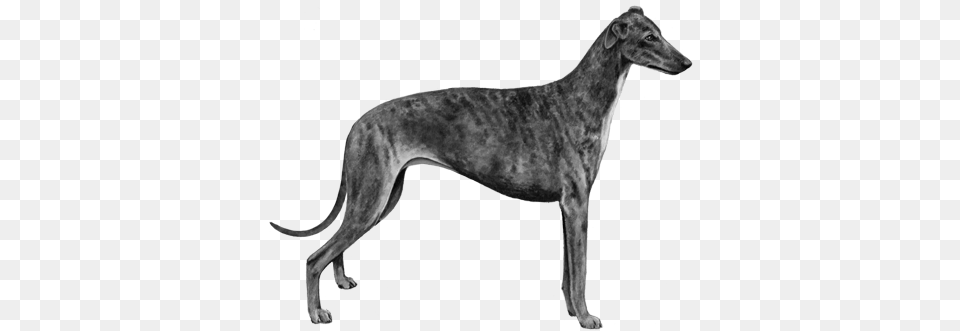 Greyhound Bampw Sculpture, Animal, Antelope, Mammal, Wildlife Png
