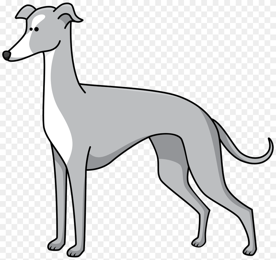 Greyhound Clipart, Animal, Kangaroo, Mammal, Accessories Free Transparent Png