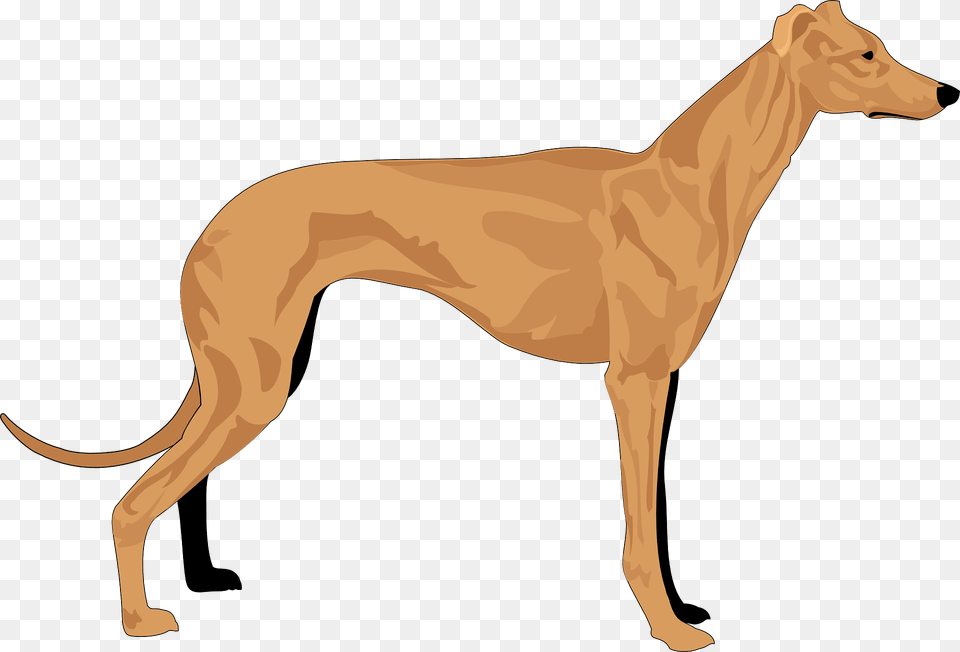 Greyhound Clipart, Animal, Kangaroo, Mammal, Canine Free Png Download