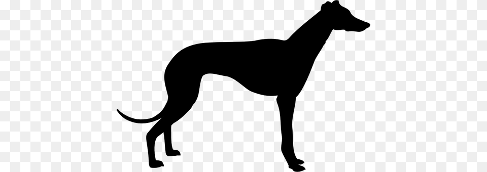 Greyhound Dog Silhouette Vector Clip Art, Gray Png