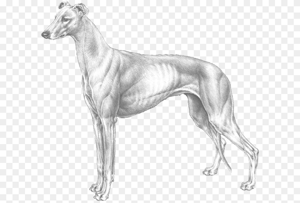 Greyhound Greyhounds Background, Animal, Canine, Dog, Great Dane Free Transparent Png