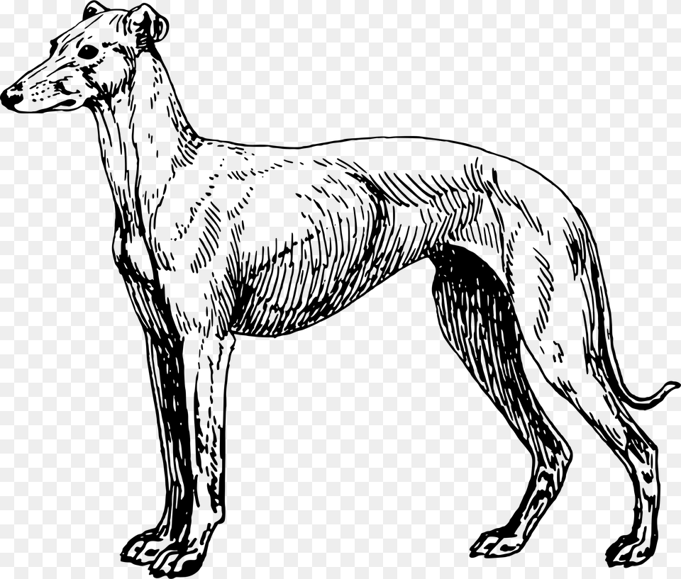 Greyhound Lines Greyhound Adoption Clip Art, Gray Png Image