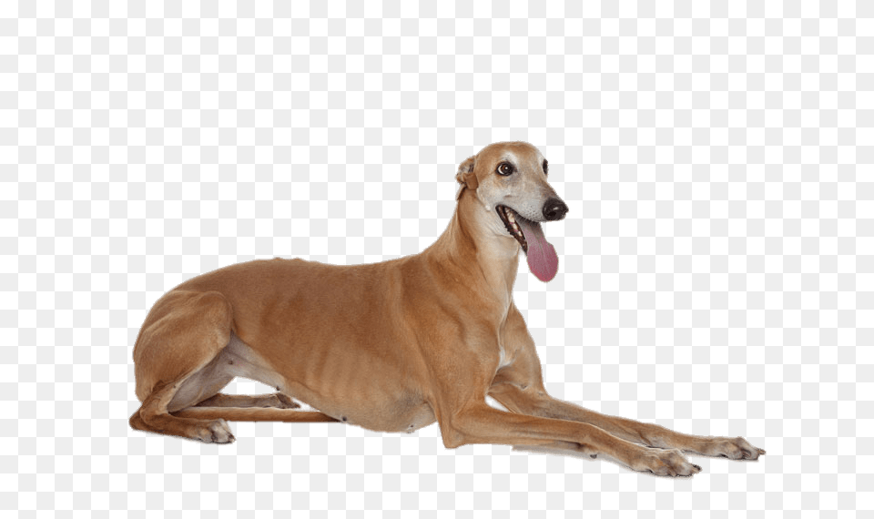 Greyhound Lying Down, Animal, Canine, Dog, Mammal Png