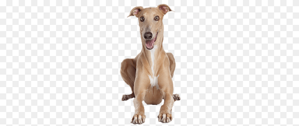 Greyhound Lying Down Front View, Animal, Canine, Dog, Mammal Free Png Download