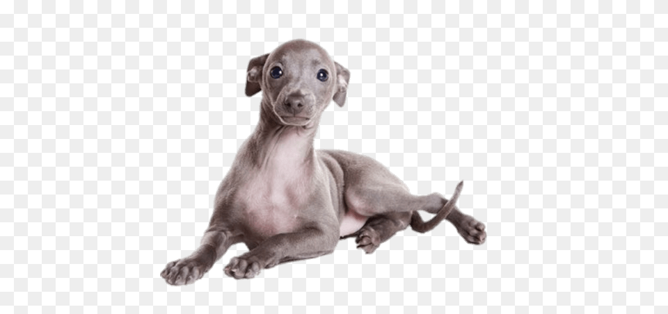 Greyhound Puppy, Animal, Canine, Dog, Mammal Png Image