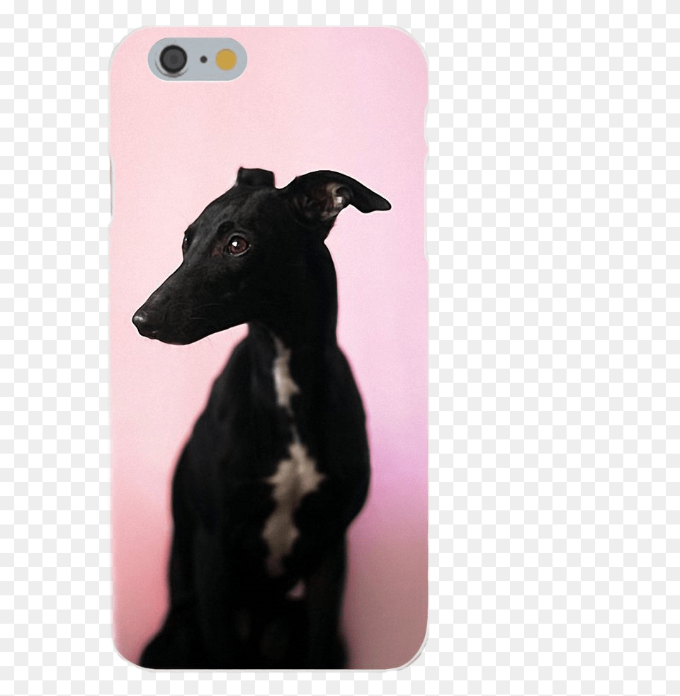 Greyhound Silicone Iphone Case With Pink Background Whippet, Animal, Canine, Dog, Mammal Png Image