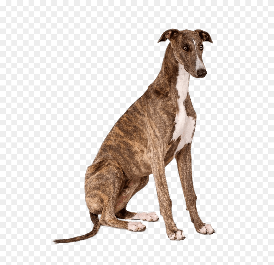 Greyhound Sitting, Animal, Canine, Dog, Mammal Free Png Download