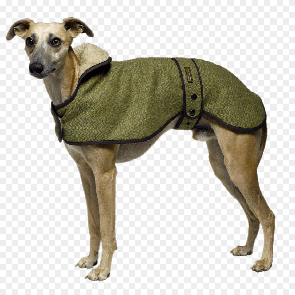 Greyhound Wearing A Coat, Vest, Clothing, Lifejacket, Pet Free Png