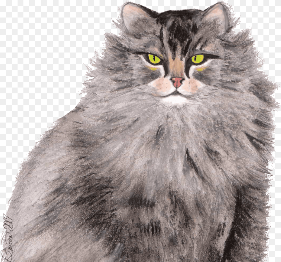 Greymainecoon Catsitting 8, Angora, Animal, Cat, Mammal Free Png Download