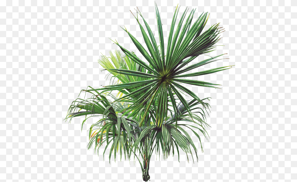 Grfica Palma De Corozo, Palm Tree, Plant, Tree, Agavaceae Free Png Download
