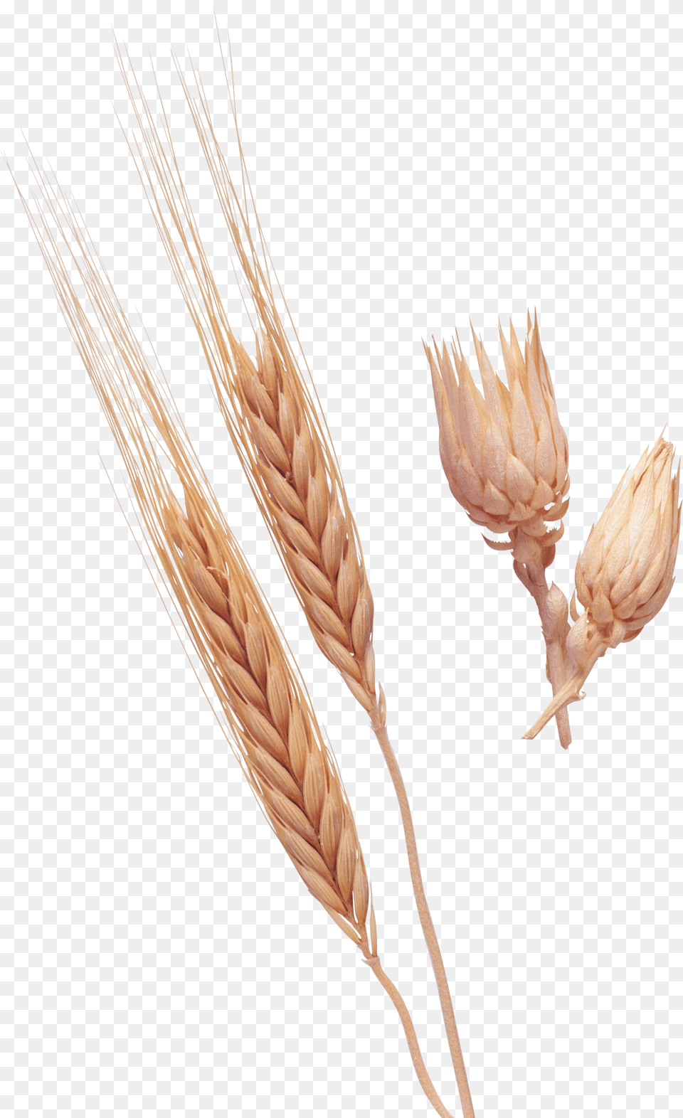 Grieg Sym In C Goldmark Rustic Wedding Sym Cd, Food, Grain, Produce, Wheat Free Png Download