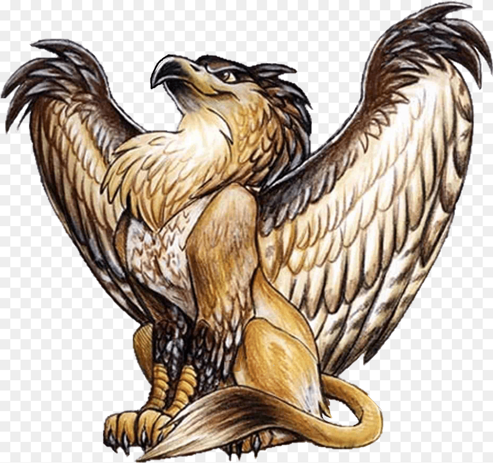 Griffin, Animal, Bird, Eagle Free Png Download