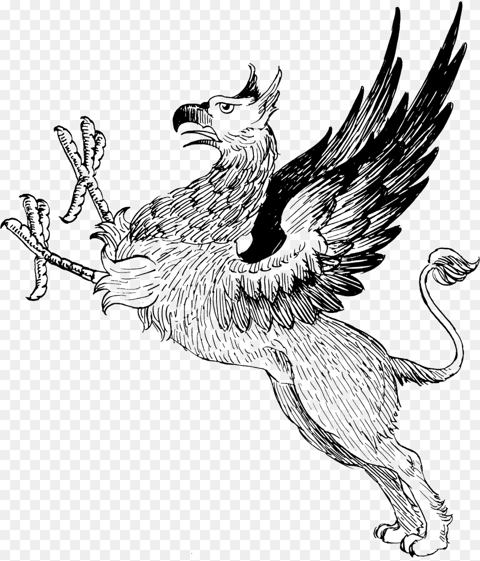 Griffin, Animal, Bird, Chicken, Fowl Free Transparent Png