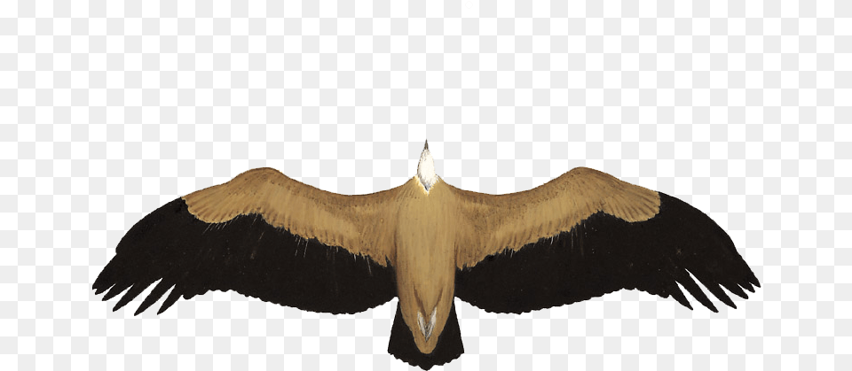 Griffon Vulture Condor, Animal, Bird, Flying, Beak Png Image